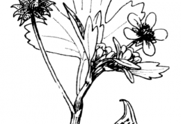 Nom original: Ranunculus muricatus (n°30)