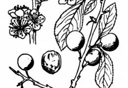 Nom original: Prunus spinosa (n°1090)