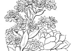 Nom original: Sempervivum arvernense (n°1390)