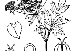 Nom original: Sium angustifolium (n°1589)