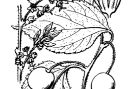 Nom original: Celtis australis (n°3260)