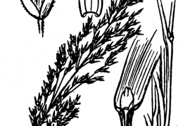 Nom original: Calamagrostis villosa (n°3995)