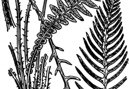 Nom original: Blechnum spicant (n°4313)