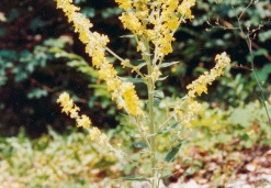 Verbascum lychnitis, Molène lychnite