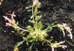 Pedicularis sylvatica, Pédiculaire des forêts