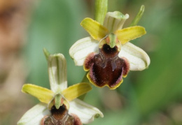 Ophrys araneola, Ophrys araignée précoce