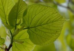 Tilia platyphyllos, Tilleul à larges feuilles
