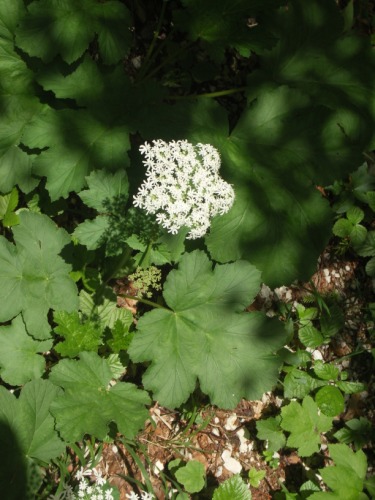 Heracleum sphondylium subsp. alpinum