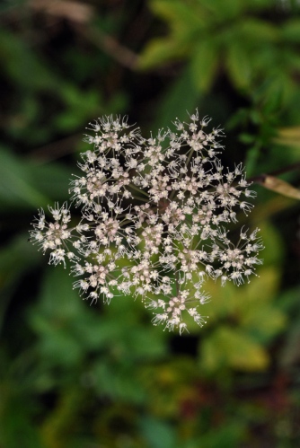 Angelica sylvestris