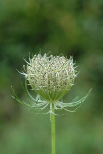 Daucus carota