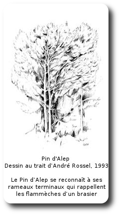 Pin d'Alep