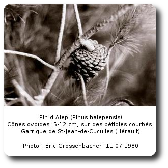 Pin d'Alep