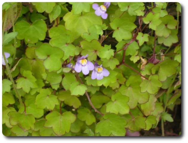 Cymbalaria muralis