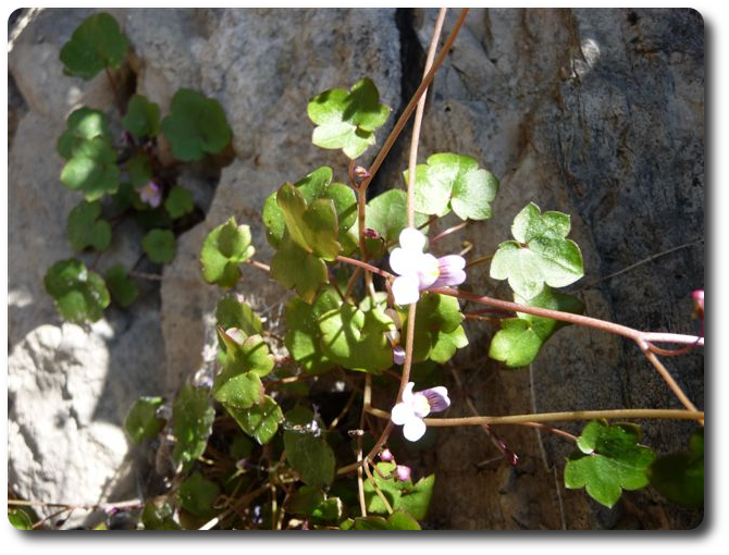 Cymbalaria muralis