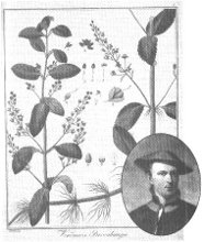 Linn&eacute;
