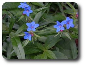 Grémil pourpre-bleu