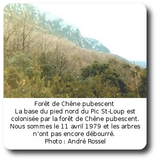 Pic St-Loup