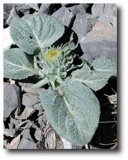 Berardia subacaulis