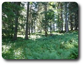 Forêt des fougères