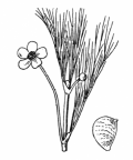 Nom original: Ranunculus fluitans (n°7)