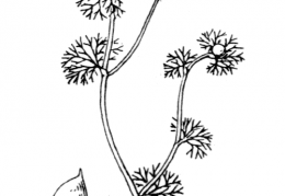 Nom original: Ranunculus divaricatus (n°8)