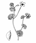Nom original: Ranunculus divaricatus (n°8)