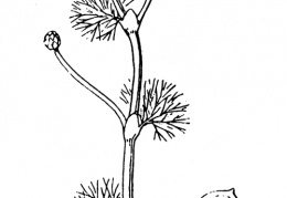 Nom original: Ranunculus trichophyllus (n°9)