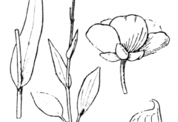 Nom original: Ranunculus amplexicaulis (n°11)