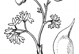 Nom original: Ranunculus glacialis (n°17)