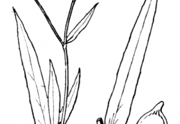 Nom original: Ranunculus lingua (n°21)
