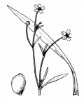 Nom original: Ranunculus flammula (n°22)