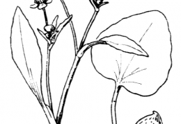 Nom original: Ranunculus ophioglossifolius (n°23)