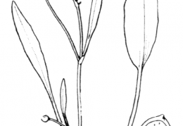 Nom original: Ranunculus revelieri (n°24)
