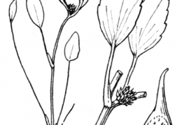 Nom original: Ranunculus lateriflorus (n°26)
