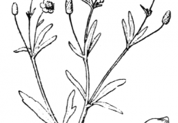 Nom original: Ranunculus sceleratus (n°27)