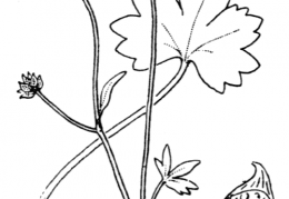 Nom original: Ranunculus parviflorus (n°28)