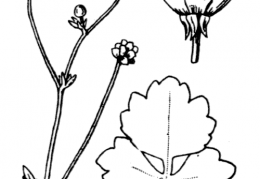 Nom original: Ranunculus sardous (n°29)