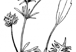 Nom original: Ranunculus arvensis (n°31)