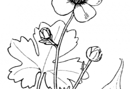 Nom original: Ranunculus monspeliacus (n°32)
