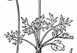 Nom original: Ranunculus chaerophyllos (n°33)