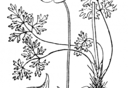 Nom original: Ranunculus garganicus (n°34)