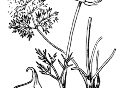 Nom original: Ranunculus millefoliatus (n°35)