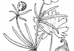 Nom original: Ranunculus auricomus (n°37)