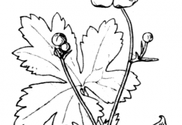 Nom original: Ranunculus acris (n°38)