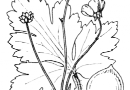 Nom original: Ranunculus velutinus (n°40)