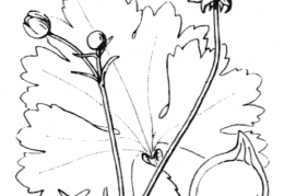 Nom original: Ranunculus macrophyllus (n°41)