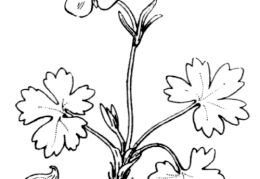 Nom original: Ranunculus montanus (n°42)