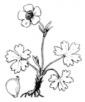 Nom original: Ranunculus montanus (n°42)
