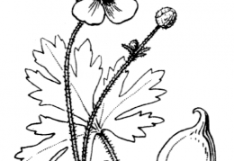 Nom original: Ranunculus nemorosus (n°43)