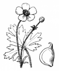 Nom original: Ranunculus nemorosus (n°43)